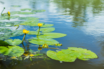 Water lily flowers on river