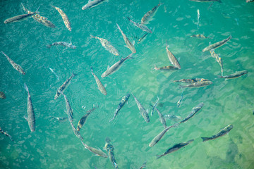 Shoal of fish in seawater, many sea fishes top view, fry in the sea, sea fishes on the water surface, small fish on the surface of the sea water aquamarine azure reflection turquoise blue abstract
