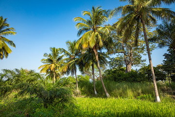 Obraz premium Gambia Mangroves. Green mangrove trees in forest. Gambia.