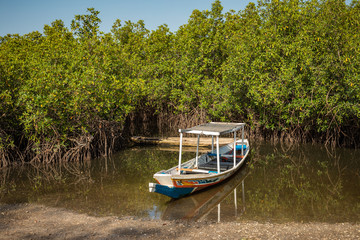 Gambia Mangroves. Traditional long boat. Green mangrove trees in forest. Gambia.