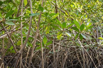 Gambia Mangroves. Green mangrove trees in forest. Gambia.