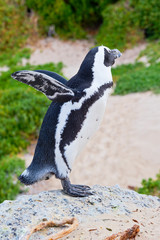 South African or Jackass penguin standing on a rock with wings stretched behind on Boulders beach, Simons Town, South Africa