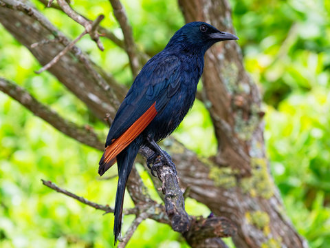 Male South African Red Winged Starling perched in a tree at Cape Point, South Africa.