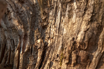 Old trees wood texture background. Free space for designer.