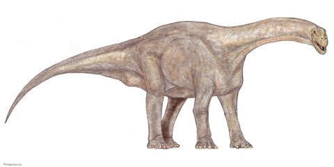 パタゴサウルスはジュラ紀中期の竜脚類である。南アメリカのジュラ紀通期の地層から成体の化石はケイティオサウルス科に分類される。体長15メートルほどの恐竜であり、大きさの違う5体の化石が同じ場所から発見されており、家族で暮らしていた可能性が高い。ケイティオサウルス科に属するが、脊椎に窪みがあり、軽量化されており、進化している種である。 © Mineo