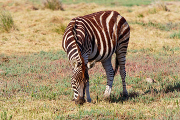 Lone Birchell's Zebra grazing in the afternoon sun in Kariega Game Reserve, Eastern Cape, South Africa.