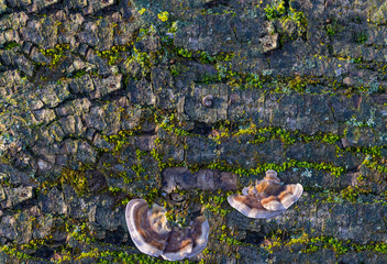 Fungi growing on a moss covered dead fallen tree trunk in a forest. Mushrooms on a tree. Wild mushroom on tree trunk. Mushrooms Growing on Trees.