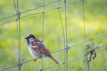 Gorri&oacute;n Com&uacute;n