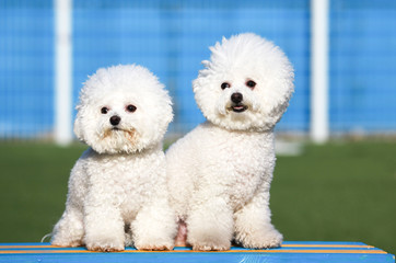 Happy puppies in a private playground