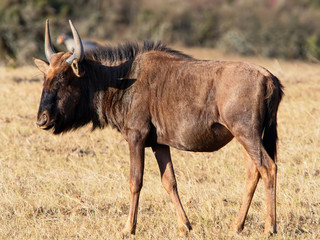 Close up of a Wildebeast standing on the dry plains of the Western Cape, South Africa