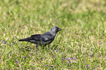 Western Jackdaw, (Corvus monedula). Closeup portrait of a Western Jackdaw bird Corvus Monedula in green grass on a sunny day. 