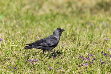Western Jackdaw, (Corvus monedula). Closeup portrait of a Western Jackdaw bird Corvus Monedula in green grass on a sunny day. 