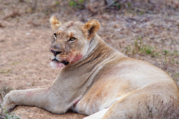 Fototapeta na wymiar African lioness resting but alert after a successful hunt