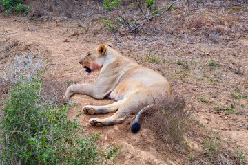 African lioness rests  in the early morning light after eating her fill