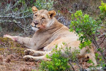 Lioness looks towards camera as she recovers from a morning hunt