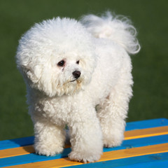 Happy puppies in a private playground