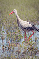Cigüeña