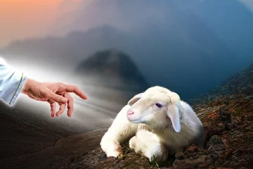 Gordijnen Jezus hand reikt uit naar een verloren schaap © funstarts33