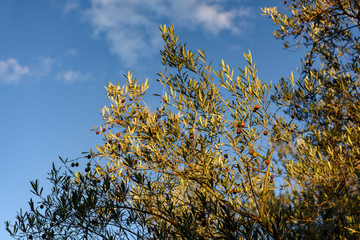 Olives sur un olivier. Olives on an olive tree.