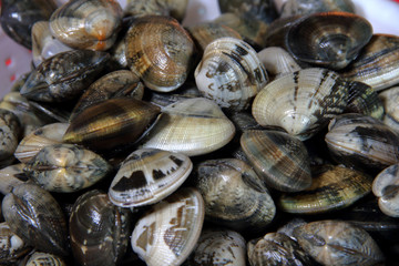 Vongole veraci pescate nella sacca di Goro, mare adriatico Italia.