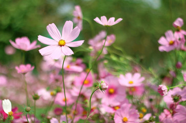 Beautiful pink cosmos flower blooming in the garden with blurred background.