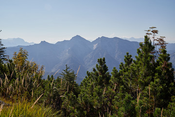 Mountain peaks visible through the trees on a good summer day