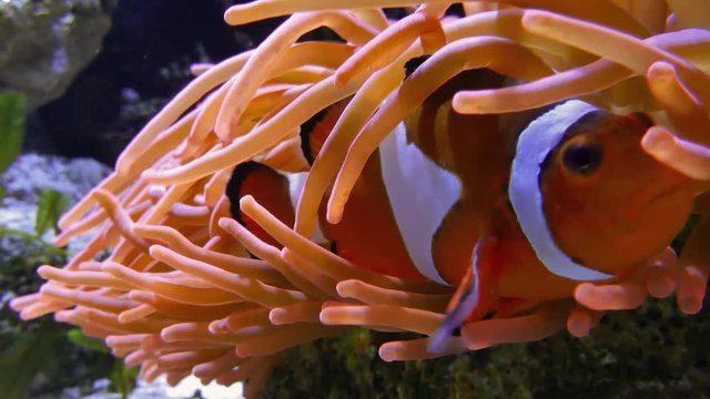 Colorful Clownfish (Anemonefish) close-up underwater