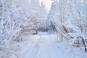 Fototapeta na wymiar Snowy road among the trees covered with frost on a winter
