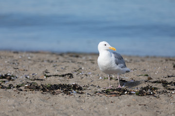 seagulls at a beach in vancouver