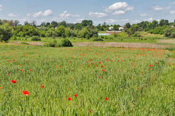 Summer landscape with wild poppies