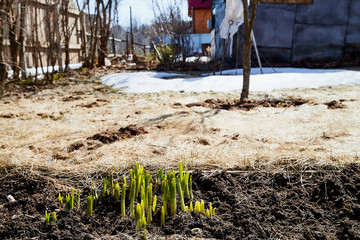 Sprouts of green grass on brown ground and snow in early spring in a village