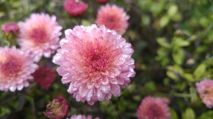 pink flower in the garden