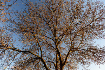 Occitanie; Hérault. Salagou. branche d'un arbre. branch of tree. Sur ciel bleu; On blue sky