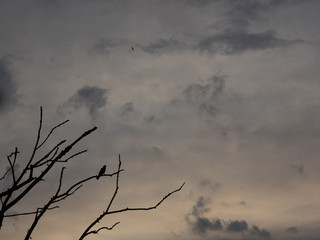 Silhouette einer Amsel auf einem Ast bei Gegenlichtv