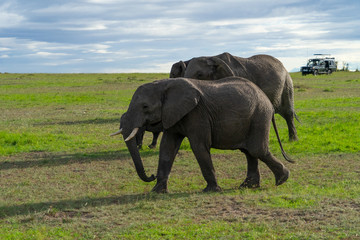 Fototapeta na wymiar Female elephant with her calf