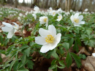 Obraz premium Buschwindröschen