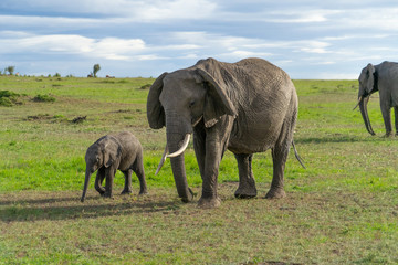 Naklejka na ściany i meble Female elephant with her calf
