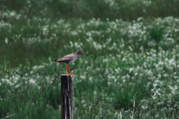 Oiseau perch&eacute; dans les mar&eacute;cages