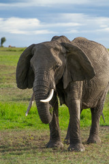 Obraz na płótnie Canvas Single elephant in Massai Mara