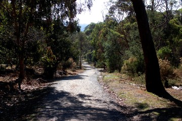 Fototapeta premium stone path in the forest