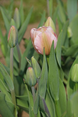 Tulpe