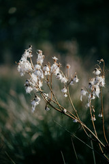 Delicate autumn dry plant with light white cotton like pappus seeds.