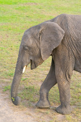 Fototapeta na wymiar Wild Baby elephant in Masai Mara National Park