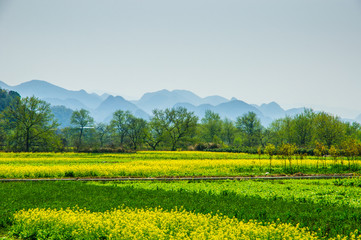 The yellow flowers in the mountains