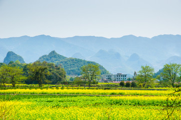 The yellow flowers in the mountains