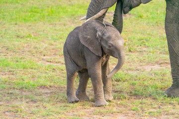 Wild Baby elephant in Masai Mara National Park