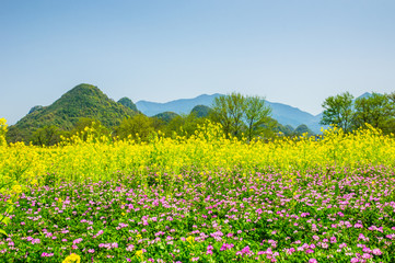 Fototapeta premium The rape flower with blue sky background