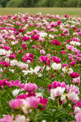 A close up of Field of blooming pink, white and red peonies on a summer day
