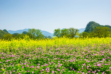 The  rape flower with blue sky background