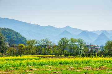 Obraz premium The yellow flowers in the mountains